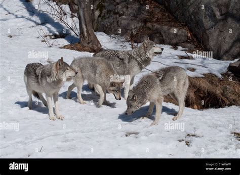 A Pack Of Timber Wolves Gather Stock Photo Alamy