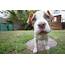 Pit Bull Puppies Everything You Need To Know  The Dog People By Rovercom