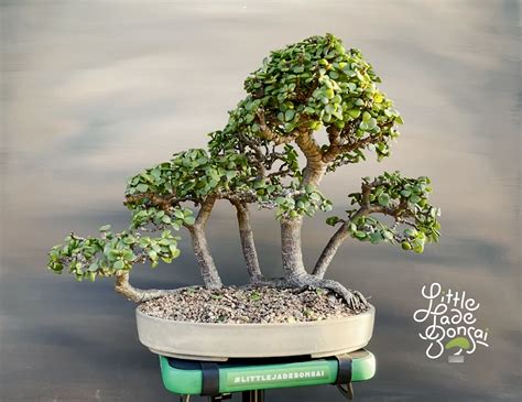 Raft Style Portulacaria Afra Dwarf Jade By Gilbert Cantu With Little