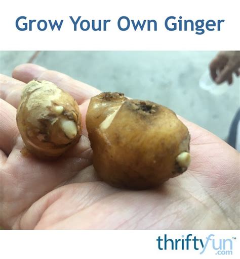 The soil has its own oxygen pockets that ensure the plants get enough nutrients and breathing space when the soil is moist. Grow Your Own Ginger | ThriftyFun