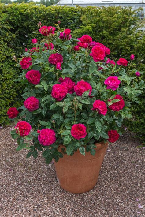 Rose Care Advice And Inspiration Small Flower Gardens Container Roses