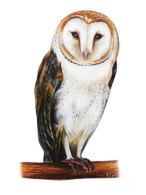 Barn Owl Drawing Tyto Alba Digital Art By Viktoriya Art Fine Art America