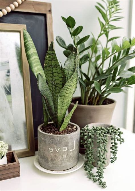 33 Beauty Indoor Plants Decor Ideas For Your Home And Apartment Page