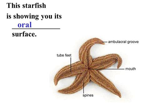 Starfish Body Parts Labeled Dissection 101 Detailed Sea Star