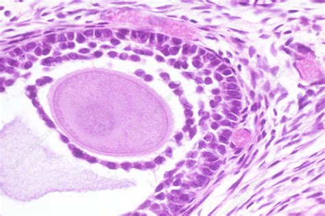 Cat Ovary Stock Image C0444891 Science Photo Library
