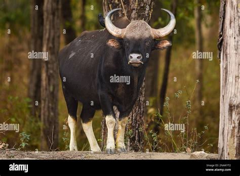 Gaur Or Indian Bison Or Bos Gaurus A Showstopper Closeup Or Portrait