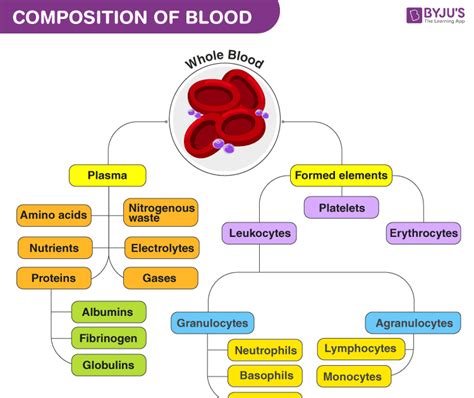 Types Of White Blood Cells Function Rwanda 24