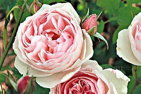 Heritage Ausblush Wagners Rose Nursery