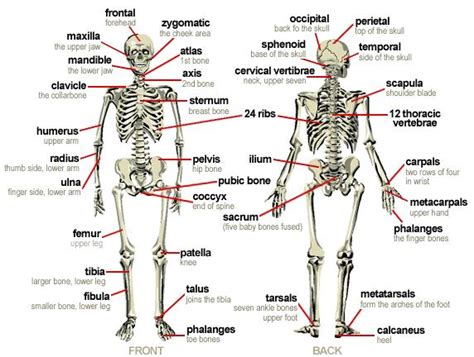 5th Grade Skeletal System Word Finding For