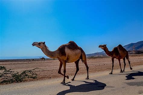 How Many Types Of Camels Live In The World Today Worldatlas