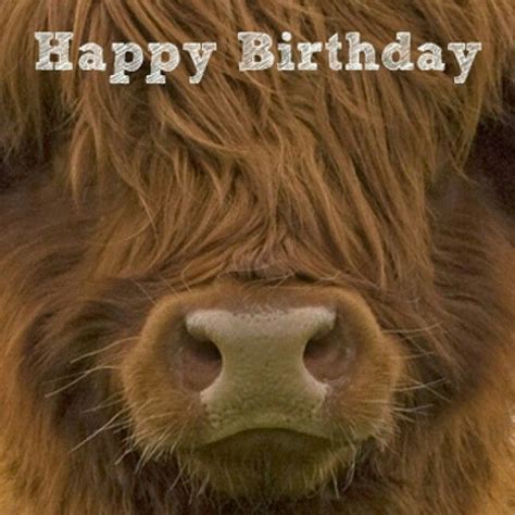 Birthday Cow Birthday Happy Birthday Meme Scottish Highland Cow