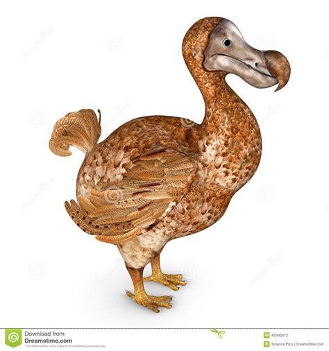 Официальный канал компании dodo brands. Dodo stock illustration. Image of animal, vintage, extinct ...