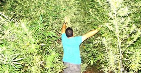 uruguay cuánto costará la marihuana oficial infobae