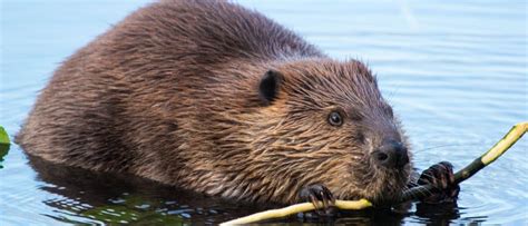 Beaver Spirit Animal Symbolism And Meaning Az Animals