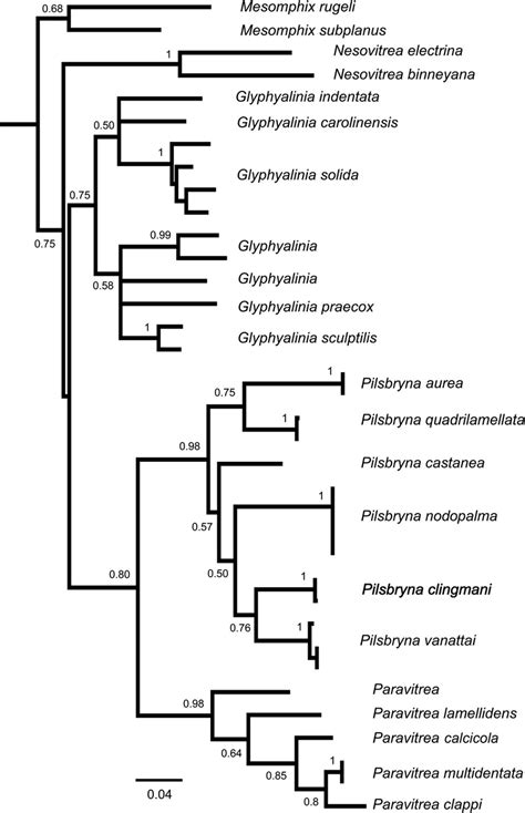Phylogenetic Tree Based On Maximum Likelihood Analysis Of Coi Sequence Download Scientific