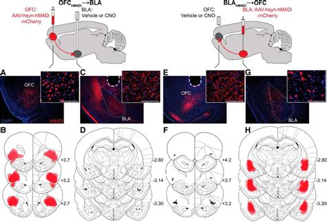 Basolateral Amygdala To Orbitofrontal Cortex Projections Enable Cue