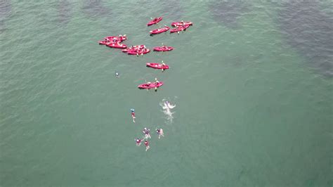 Maybe you would like to learn more about one of these? La Jolla Kayak - YouTube