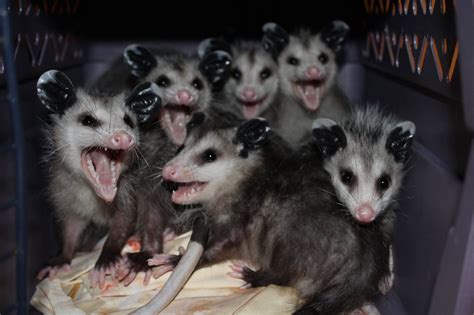 Pin On Opossum Possum