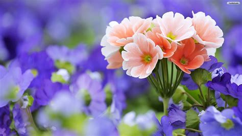 Pictures Of Beautiful Flowers Wallpapers ·① Wallpapertag