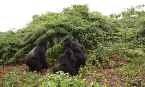 Do Gorillas Fight Reasons Why Silverbacks Fight