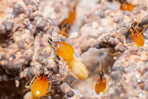 Termites Vs Borers What Are The Differences Pest Wisdom