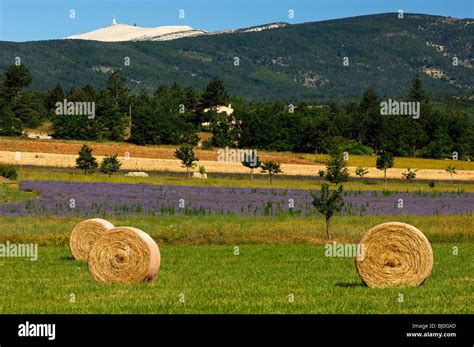 Provencalian Landscape With Round Hay Bales And Mont Venthoux In The