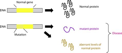 Mutations and types of inherited diseases. From mutation to disease. A DNA mutation can cause ...