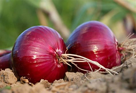 LES TRUCS ET ASTUCES AVEC L OIGNON Sain et Naturel