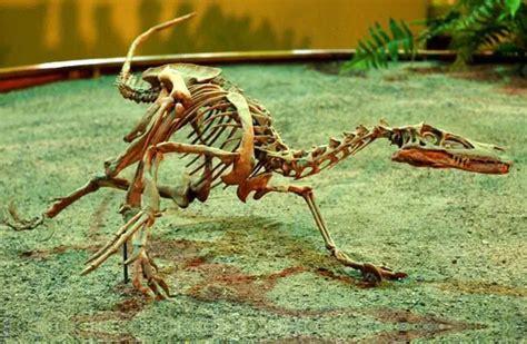 Velociraptor Description Habitat Image Diet And Interesting Facts