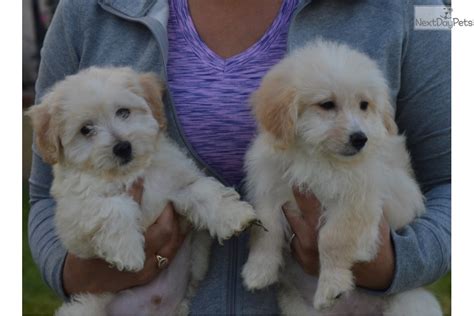 Pomapoo Puppies Female Pomapoo Puppy For Sale In San Diego Ca