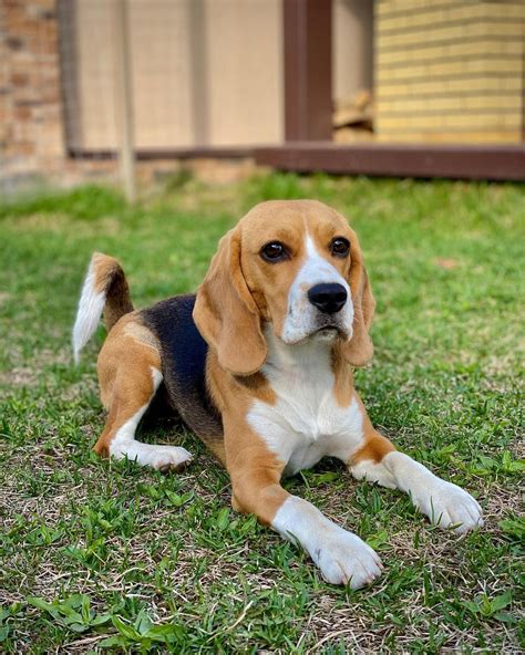 15 Informative And Interesting Facts About Beagles Pettime