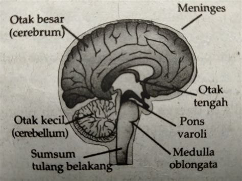 Anatomi Otak Anatomi Otak Dan Meningen Otak Besar Cer Vrogue Co