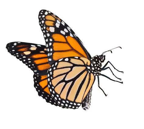 Butterfly allposters.com book, book fly. Flying Butterflies Png - ClipArt Best