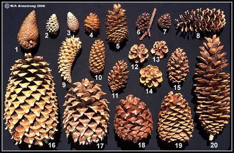 Pine Cone Decorations Tree Identification Pine Cones