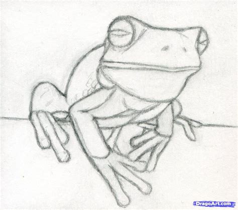 How To Draw A Realistic Frog White Lipped Tree Frog Step 6 Frog