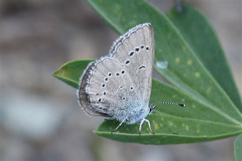 Info Junction Blog Silvery Blue Butterfly