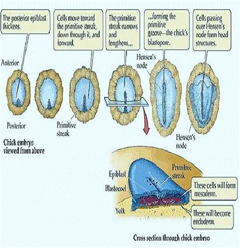 Gastrulation In Chick Ii Formation Of Endoderm