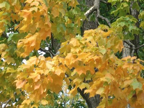 Find the remaining fall color on the ridge tops where you find the oak trees. The Middlebury Landscape - Black Maple