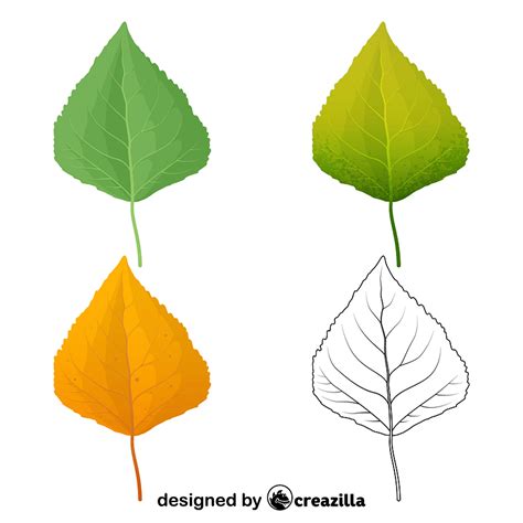 Quaking Aspen Leaves Vector Free Download Creazilla