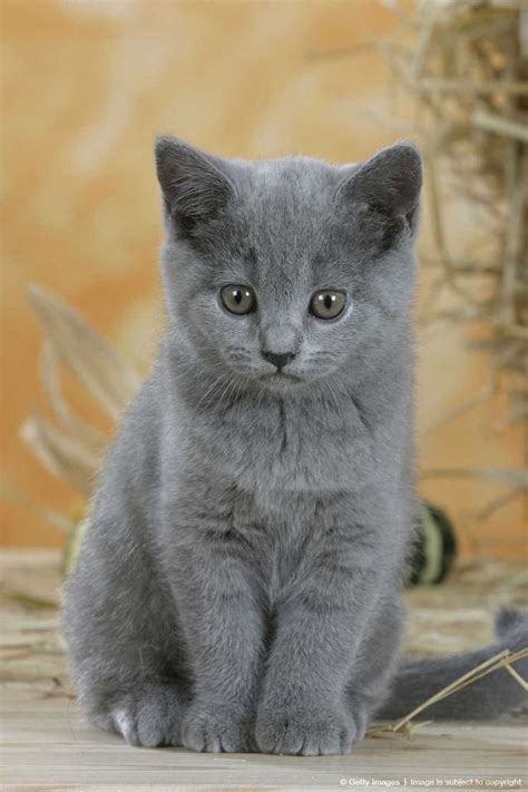 713 Best Britse Korthaar Images On Pinterest Kittens