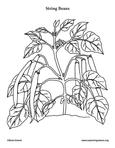 Green Bean Plants Coloring Coloring Pages