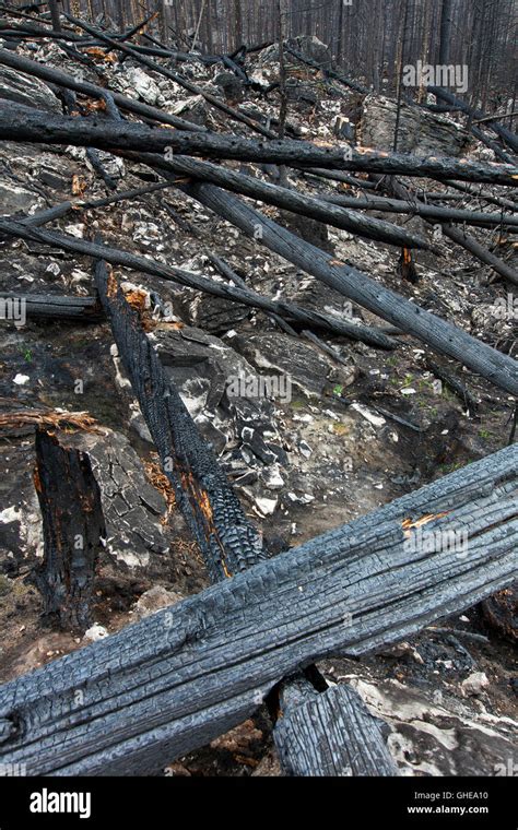 Charred Tree Trunks And Scorched Earth Burned By Forest Fire Jasper