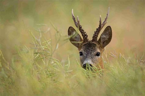 Deer Species The British Deer Society