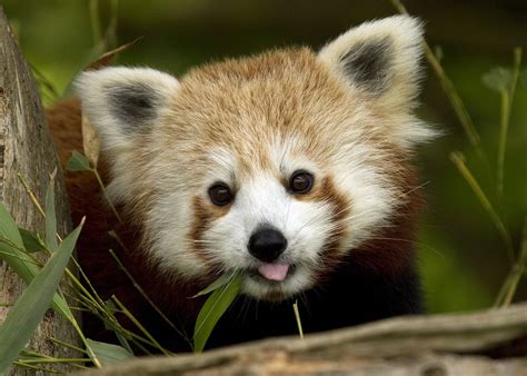 Red Panda Ailurus Fulgens Cute Baby Animals Red Panda