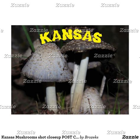 Kansas Mushrooms Shot Closeup Post Card Postcard