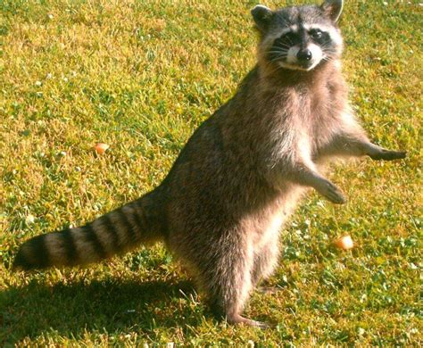 Raccoon Standing On Back Feet