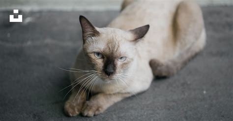 Siamese Cat Photo Free Grey Image On Unsplash