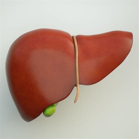 Liver Human Anatomy 3d Model Cgtrader