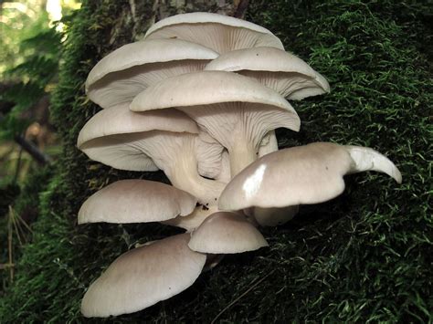 Oyster Mushroom Wiktionary