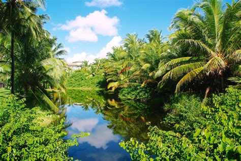 Free Images Tree Forest Flower Lake River Green Jungle Calm